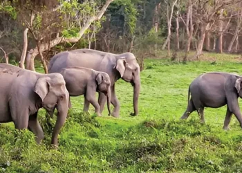 elephent