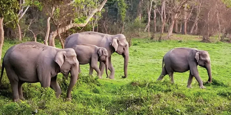 elephent