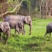 elephent