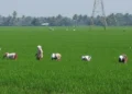 IMD Forecasts Below-Normal July Rainfall Across India