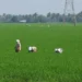 IMD Forecasts Below-Normal July Rainfall Across India