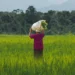 India Business Weekly: Agri Investment, UK Trade Deal & Market Outlook