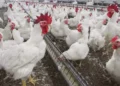 India's Poultry Industry Set for Strong Growth in FY27