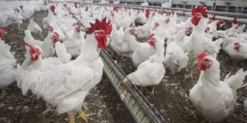 India's Poultry Industry Set for Strong Growth in FY27