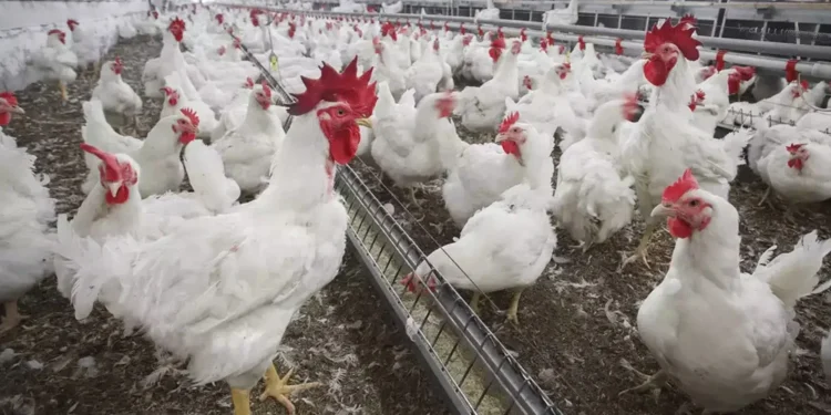 India's Poultry Industry Set for Strong Growth in FY27