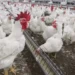 India's Poultry Industry Set for Strong Growth in FY27