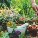 DU, Ayush Ministry Join Hands for Medicinal Plant Research