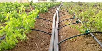 farmer