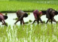 farmer