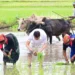 farmer