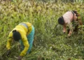 farmer