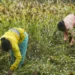 farmer