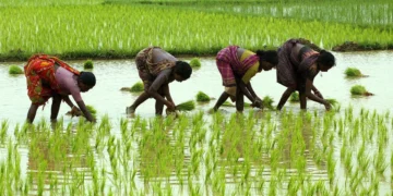 farmer