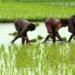 farmer