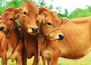 IISc CRhAB Enzyme Antibiofilm Wound Treatment