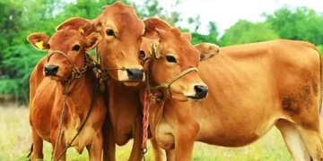 IISc CRhAB Enzyme Antibiofilm Wound Treatment