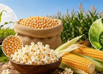 popcorn