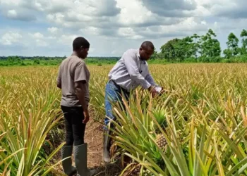 Burkina Faso Food Sovereignty
