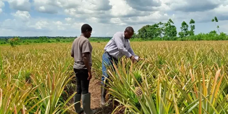 Burkina Faso Food Sovereignty