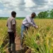 Burkina Faso Food Sovereignty