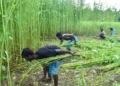 Kharif Crop Sowing Area 2026