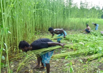 Kharif Crop Sowing Area 2026