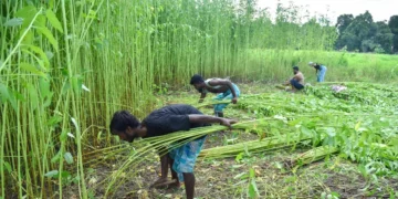 Kharif Crop Sowing Area 2026