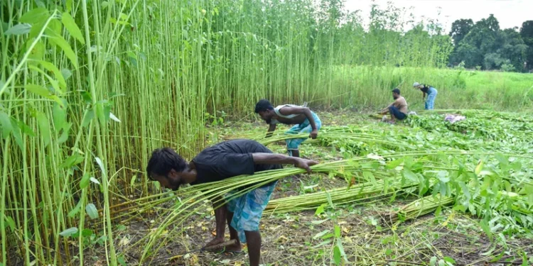 Kharif Crop Sowing Area 2026