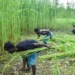 Kharif Crop Sowing Area 2026