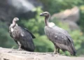 Maharashtra Vulture Conservation Project