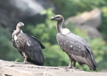 Maharashtra Vulture Conservation Project