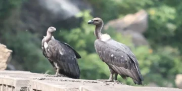 Maharashtra Vulture Conservation Project