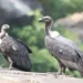 Maharashtra Vulture Conservation Project