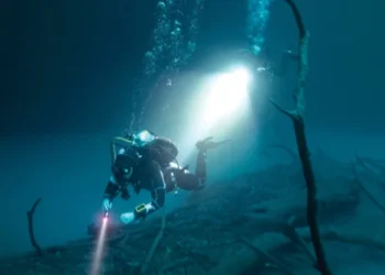 SDG 14 Life Below Water