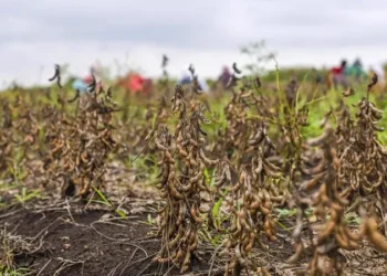 Maharashtra Drought