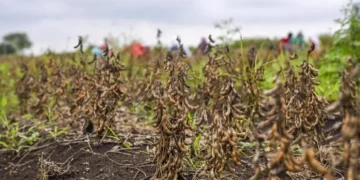Maharashtra Drought