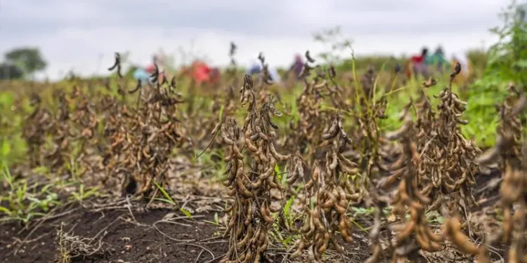 Maharashtra Drought