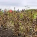 Maharashtra Drought