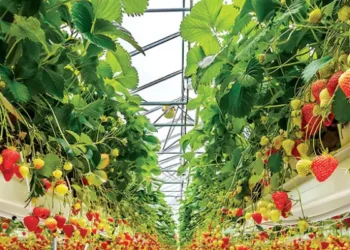Controlled Environment Agriculture