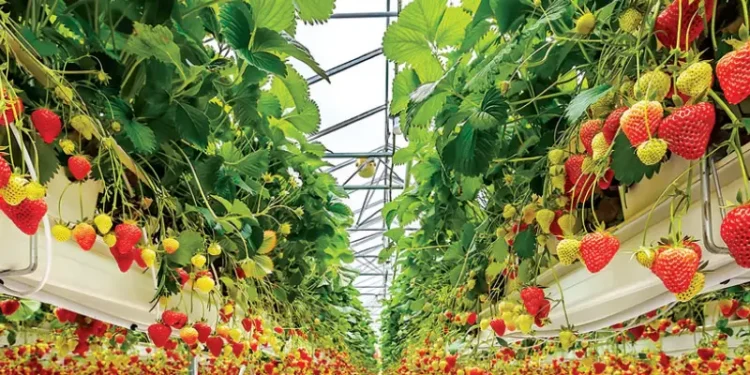 Controlled Environment Agriculture