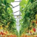 Controlled Environment Agriculture